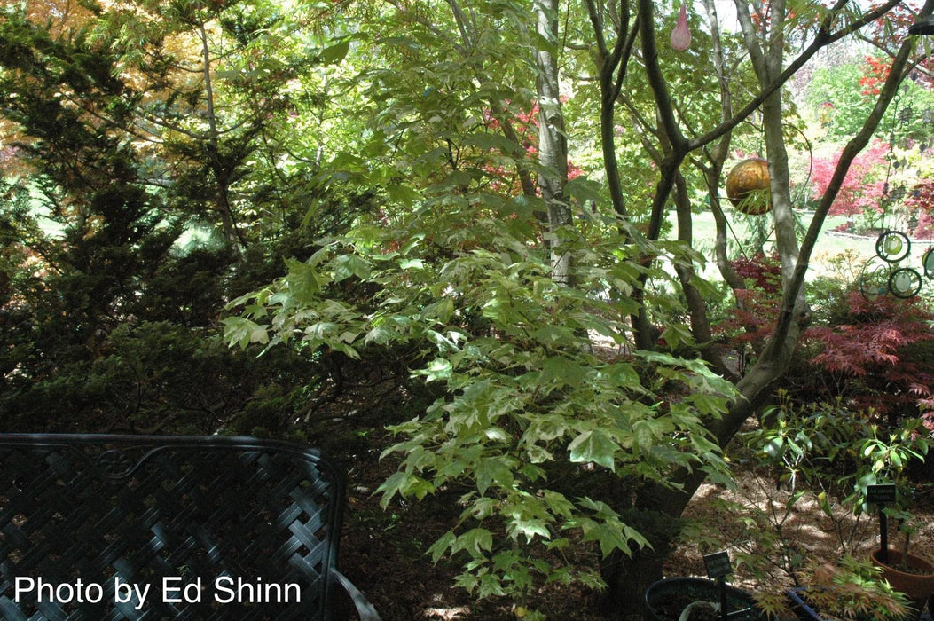 Acer pictum 'Kamisaka nishiki' Batwing Maple
