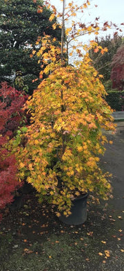 - Acer palmatum 'Rikuzen shidare' Weeping Japanese Maple - Mr Maple │ Buy Japanese Maple Trees
