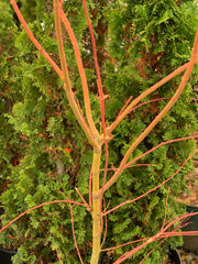 - Acer palmatum 'Wildfire' Coral bark Winter Interest Japanese Maple - Mr Maple │ Buy Japanese Maple Trees