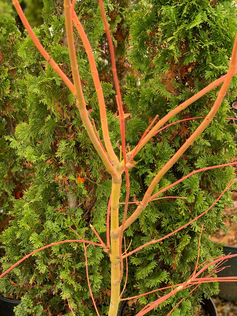 - Acer palmatum 'Wildfire' Coral bark Winter Interest Japanese Maple - Mr Maple │ Buy Japanese Maple Trees