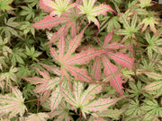 - Acer palmatum 'Firefly' Japanese Maple - Mr Maple │ Buy Japanese Maple Trees