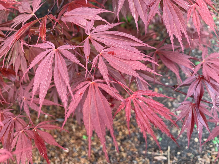 Acer palmatum 'Burgundy Lace' Japanese Maple