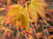 - Acer palmatum 'Kristin's Star' Japanese Maple - Mr Maple │ Buy Japanese Maple Trees