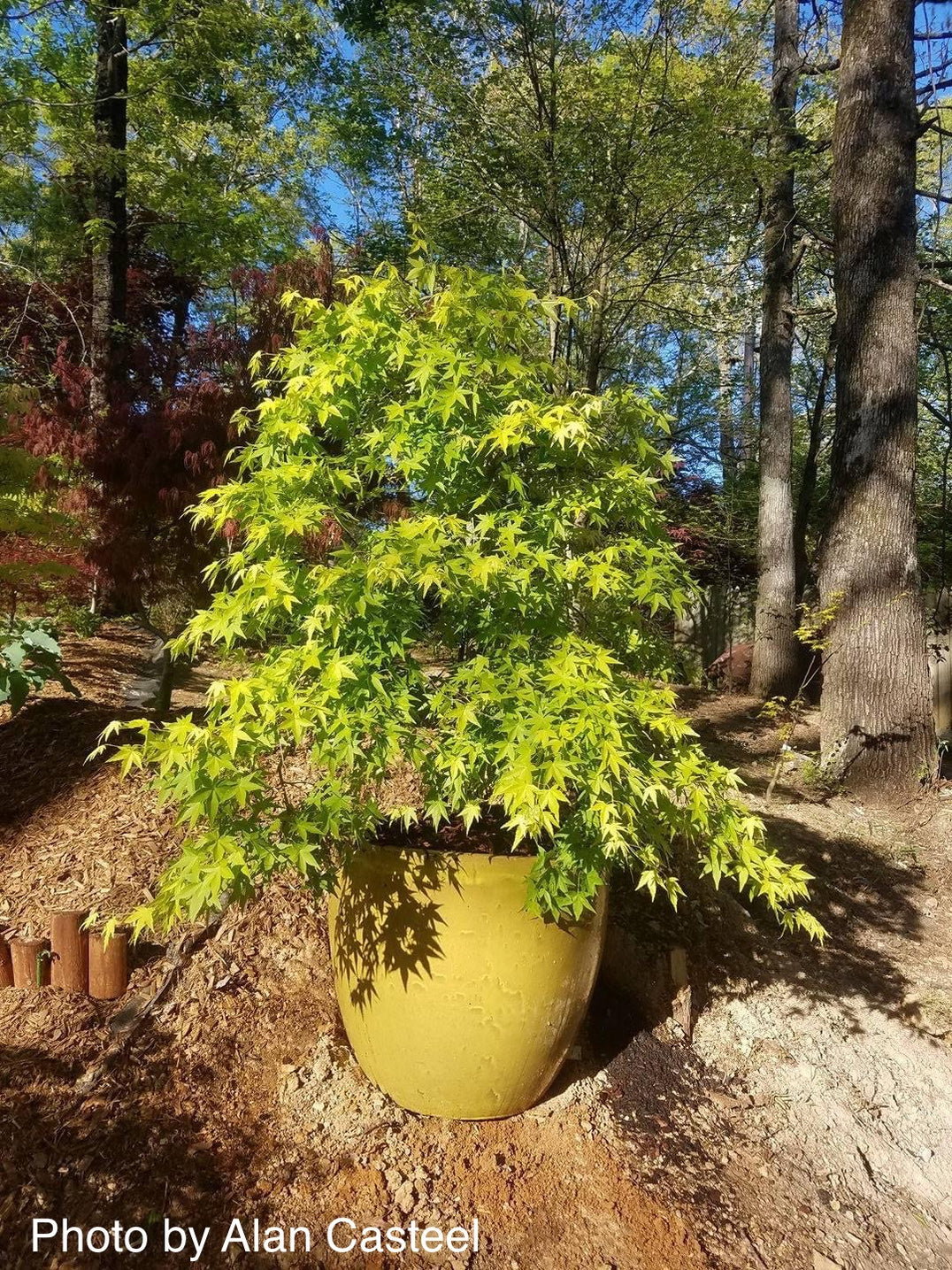 Buy Acer palmatum 'Ryusen' Japanese Maple — Mr Maple │ Buy Japanese