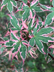 - Acer palmatum 'Beni shichihenge' Pink Variegated Japanese Maple - Mr Maple │ Buy Japanese Maple Trees