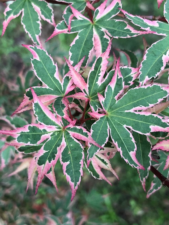 - Acer palmatum 'Beni shichihenge' Pink Variegated Japanese Maple - Mr Maple │ Buy Japanese Maple Trees