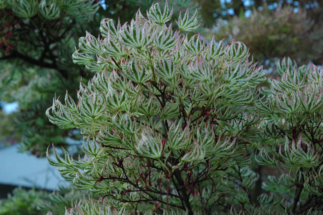 Acer palmatum 'Higasayama' Japanese Maple