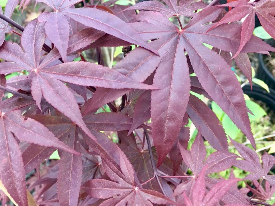 Buy Acer palmatum 'Emperor 1' Red Japanese Maple — Mr Maple