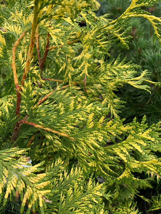 Thuja plicata 'Zebrina Extra Gold' Variegated Western Red Cedar