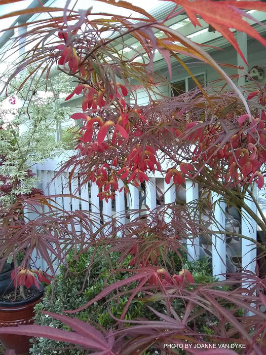 Acer palmatum 'Red Cloud' Japanese Maple