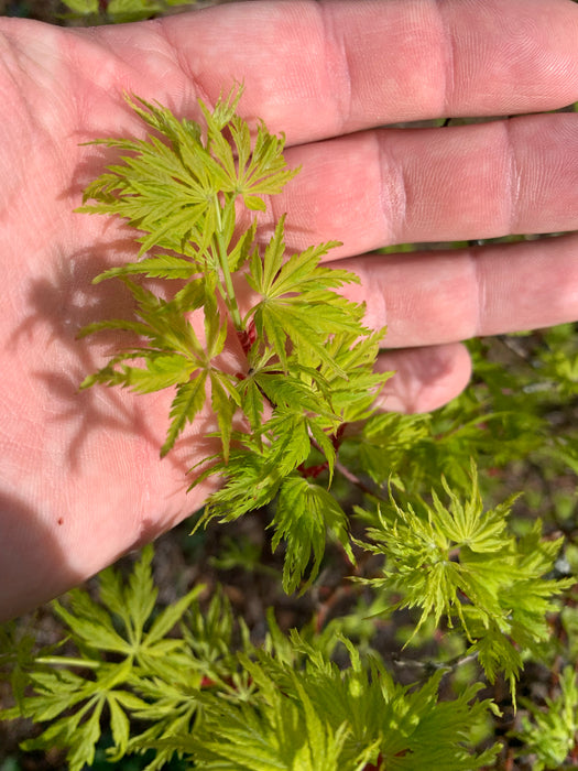 Acer palmatum 'Judith Ann' Japanese Maple