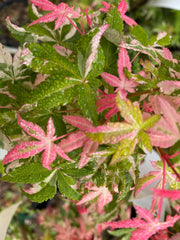 - Acer palmatum 'Ilarian' Japanese Maple - Mr Maple │ Buy Japanese Maple Trees