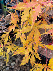 - Acer palmatum 'Fountain of Youth' Japanese Maple - Mr Maple │ Buy Japanese Maple Trees