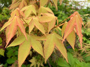- Acer oliverianum 'Hot Blonde' Golden Japanese Maple - Mr Maple │ Buy Japanese Maple Trees