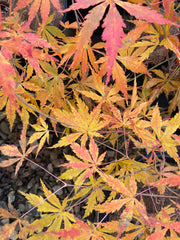 - Acer palmatum 'Fountain of Youth' Japanese Maple - Mr Maple │ Buy Japanese Maple Trees
