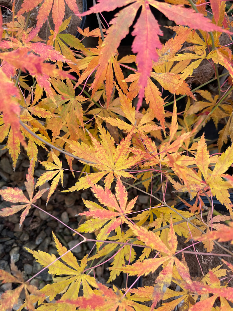 - Acer palmatum 'Fountain of Youth' Japanese Maple - Mr Maple │ Buy Japanese Maple Trees