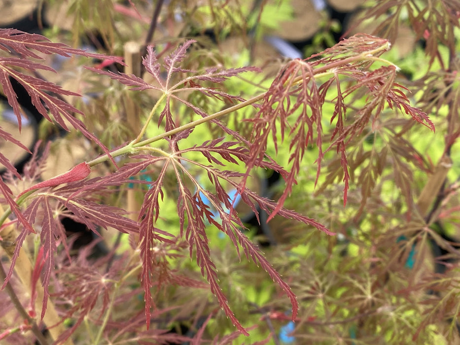 Acer palmatum 'Victoria’s Red Sensation' Weeping Japanese Maple