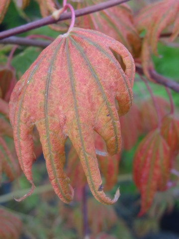 Acer palmatum x 'Purple Curl' Japanese Maple