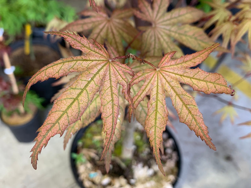 - Acer palmatum 'Nebula' Variegated Japanese Maple - Mr Maple │ Buy Japanese Maple Trees