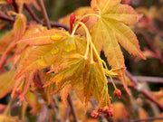 - Acer palmatum 'Kristin's Star' Japanese Maple - Mr Maple │ Buy Japanese Maple Trees