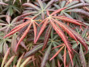 - Acer shirasawanum 'Bronze Age' Bronze Full Moon Japanese Maple - Mr Maple │ Buy Japanese Maple Trees