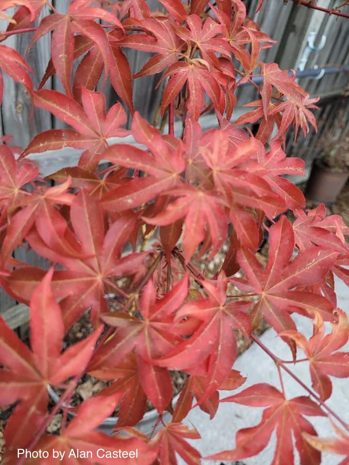 - Acer palmatum 'Gable's Glory' Chameleon Japanese Maple - Mr Maple │ Buy Japanese Maple Trees