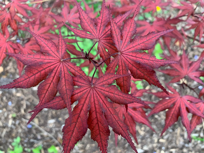- Acer palmatum 'Dark Knight' Japanese Maple - Mr Maple │ Buy Japanese Maple Trees