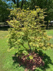 - Acer palmatum 'Osakazuki' Japanese Maple - Mr Maple │ Buy Japanese Maple Trees