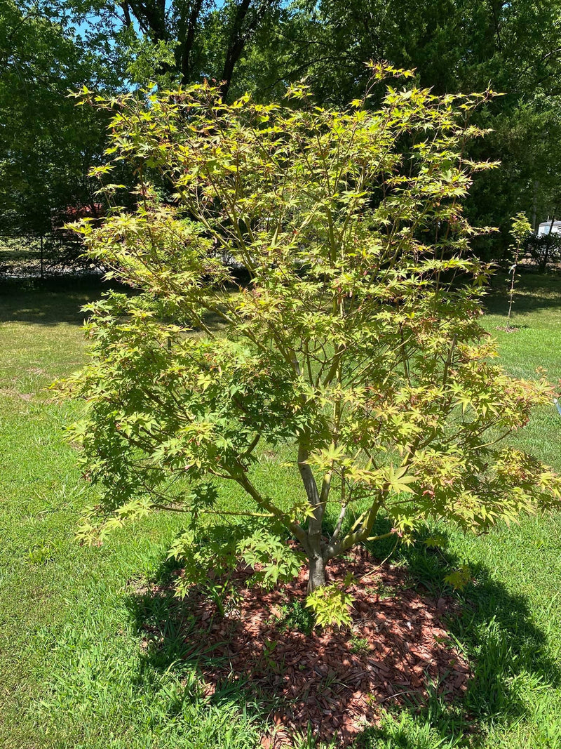 - Acer palmatum 'Osakazuki' Japanese Maple - Mr Maple │ Buy Japanese Maple Trees
