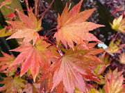 - Acer shirasawanum 'Jordan' Golden Full Moon Japanese Maple - Mr Maple │ Buy Japanese Maple Trees