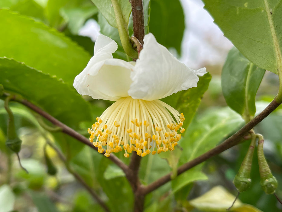 Camellia sinensis 'Yellow Tea' Variegated Tea Camellia