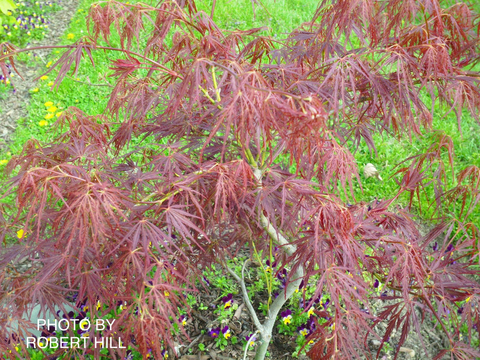 Acer palmatum 'Van den Akker' Japanese Maple