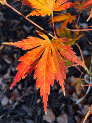 - Acer shirasawanum 'Royalty' Red Full Moon Japanese Maple - Mr Maple │ Buy Japanese Maple Trees