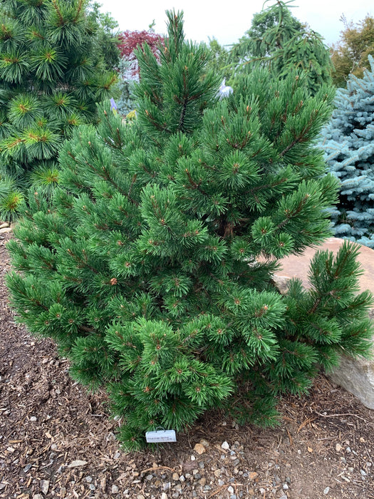 Pinus mugo 'Gnom' Dwarf Mountain Pine Tree