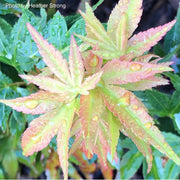 - Acer palmatum 'Koi' Dwarf Japanese Maple - Mr Maple │ Buy Japanese Maple Trees