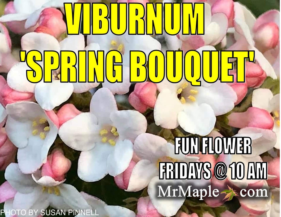 Viburnum tinus 'Spring Bouquet' Compact Viburnum