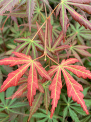 - Acer shirasawanum 'Bronze Age' Bronze Full Moon Japanese Maple - Mr Maple │ Buy Japanese Maple Trees