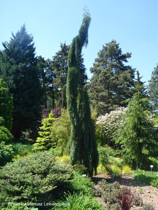 Sequoiadendron giganteum 'Pendulum' Giant Redwood