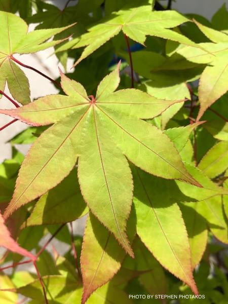 Acer palmatum 'Mon zukushi' Japanese Maple