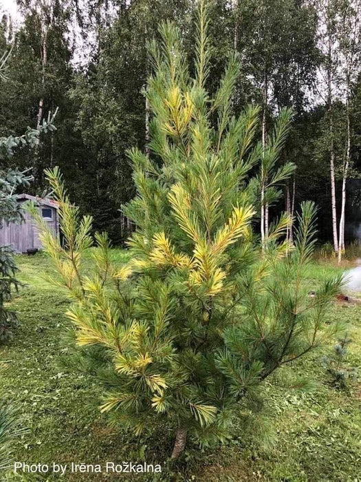 Pinus strobus 'Gold Painted' Eastern White Pine
