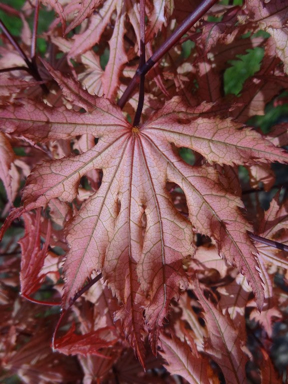 - Acer palmatum 'Strawberry Spring' Reticulated Japanese Maple - Mr Maple │ Buy Japanese Maple Trees