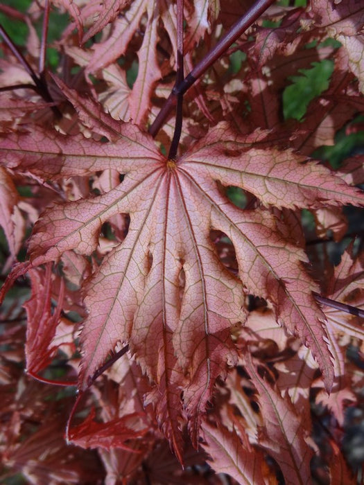 Acer palmatum 'Strawberry Spring' Reticulated Japanese Maple