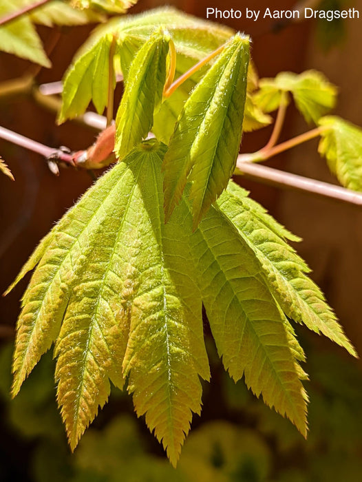 Acer sieboldianum 'Yayoi gasa' Japanese Maple