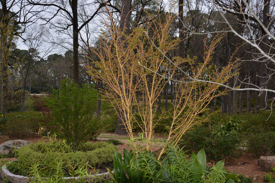 Acer palmatum 'Bihou' Yellow Coral Bark Japanese Maple