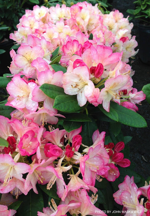 Rhododendron 'Percy Wiseman' Bright Pink Blooms
