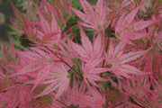 - Acer palmatum 'Ikandi' Japanese Maple - Mr Maple │ Buy Japanese Maple Trees