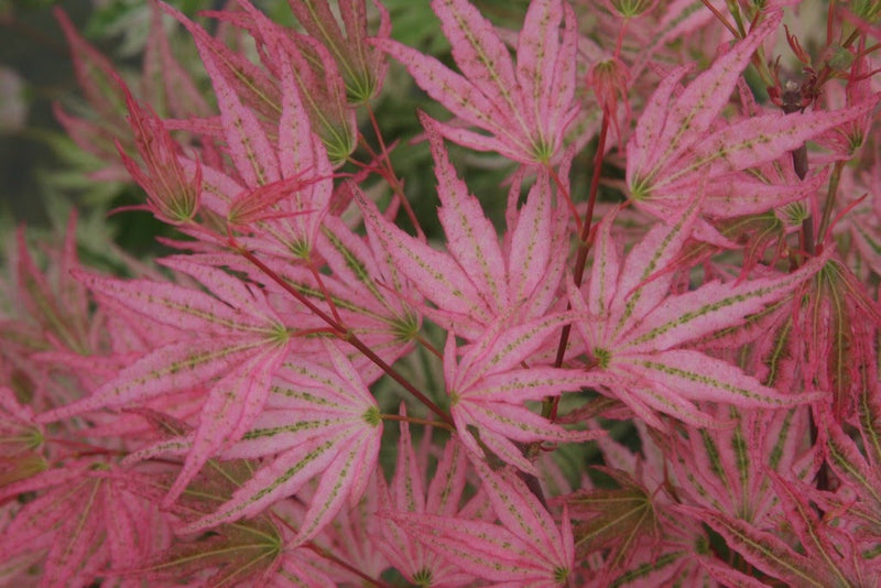 - Acer palmatum 'Ikandi' Japanese Maple - Mr Maple │ Buy Japanese Maple Trees