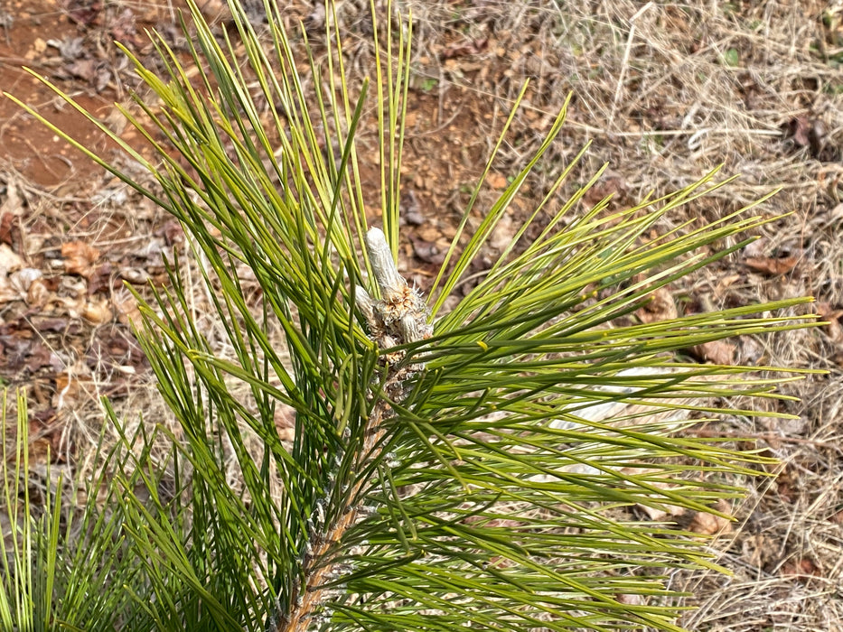 Pinus thunbergii 'Koshimura' Cork Bark Japanese Black Pine