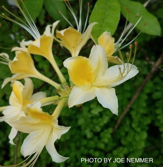 Azalea 'Yellow Alabamense’ Yellow Native Azalea