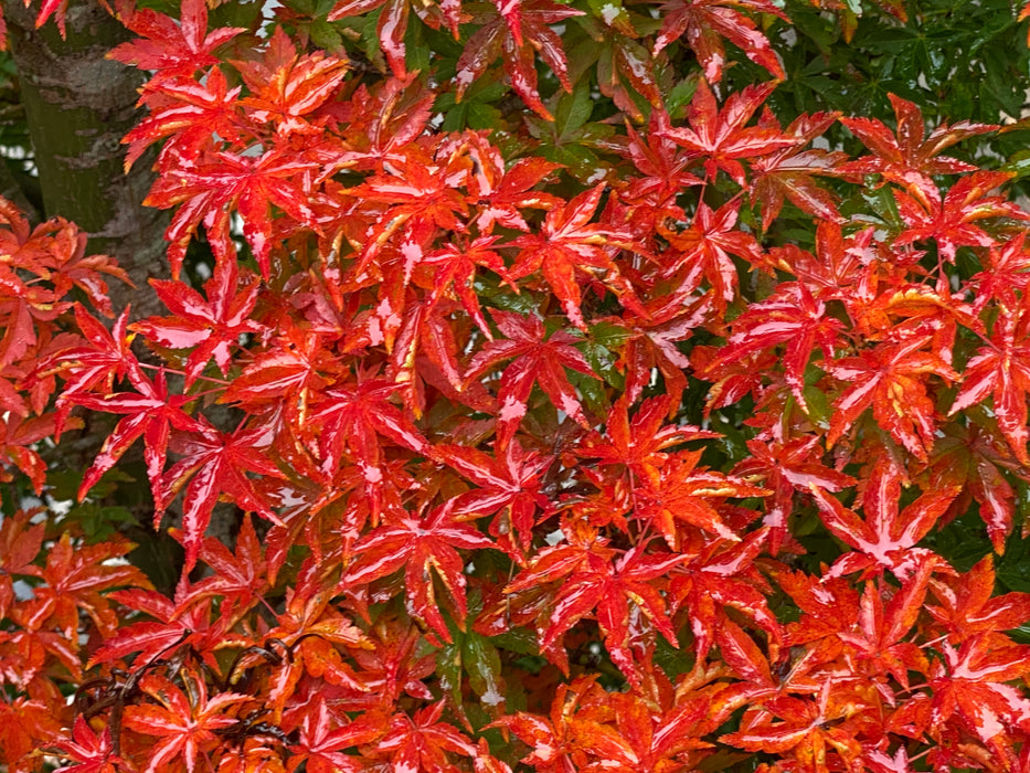 Acer palmatum 'Shishigashira' Lion's Head Japanese Maple